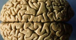 Стали известны главные вещества для оздоровления мозга 75829611263126473f36195b15e74444 - Информационно-аналитическое издание города Могилев