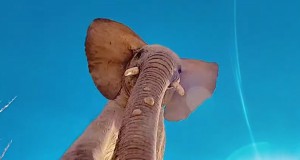 Дикий слон нашел телефон туриста и сделала необычное видео 483ac157efacc2df0b1c59a26951f515 - Информационно-аналитическое издание города Могилев