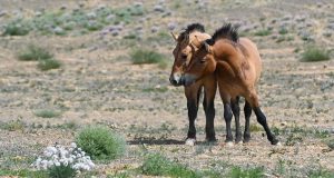 ФОТОФАКТ: Находящиеся под угрозой исчезновения лошади Пржевальского в Синьцзяне 71f1491e0ba83968111cfca960c484b8 - Информационно-аналитическое издание города Могилев