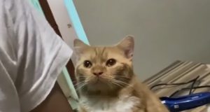 Не надо так поступать: кот очень расстроился, что его не гладят (Видео) a9e823b25d906396e9985b9bede1311b - Информационно-аналитическое издание города Могилев
