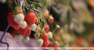 Богданов: востребованность белорусской продукции на внутреннем рынке высокая 84e509df6281be61d69a5d0bfdc75f1d - Информационно-аналитическое издание города Могилев
